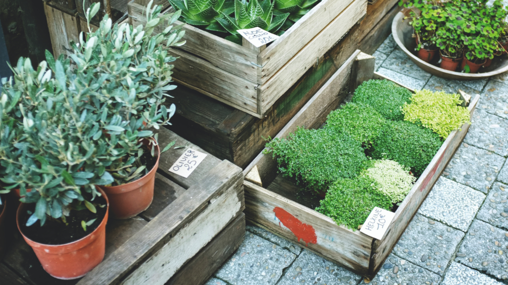 Gardening plants in pots and crates